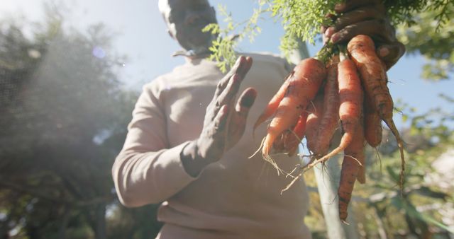Close-up view of a farmer harvesting fresh carrots in a garden. Ideal for topics on organic farming, sustainable practices, eco-friendly gardening, and healthy eating. Useful for websites, blogs, advertisements, and articles promoting fresh produce and farm-to-table lifestyle.