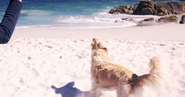 A joyful dog running and playing on a sunny beach beside the ocean waves. Ideal for use in advertisements highlighting pet-friendly destinations, outdoor activities, and pet care products. Perfect for blog posts about pet-friendly travel and outdoor fun.