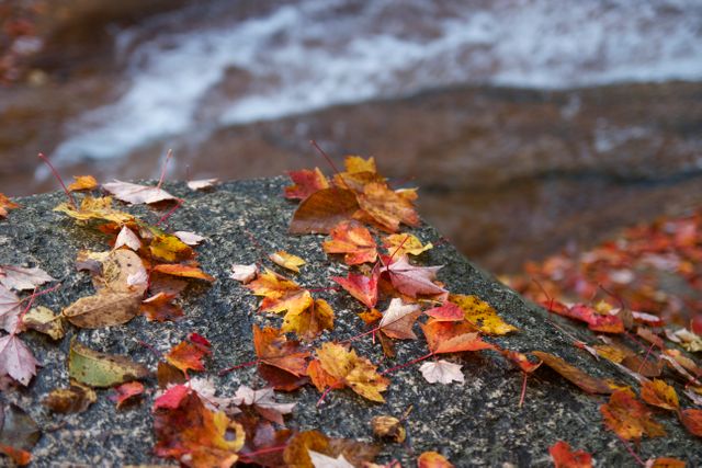 Vibrant autumn leaves on a rock near a flowing river, showcasing the season's full splendor. Perfect for nature-related projects, seasonal marketing, backgrounds for fall-themed designs, and creating an atmosphere of tranquility.