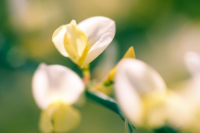 Macro image shows white blossoms in close-up view, highlighting delicate petals and natural beauty. Perfect for use in projects related to gardening, nature, botany, springtime, and floral design. Ideal for backgrounds, greeting cards, or nature-centric content.