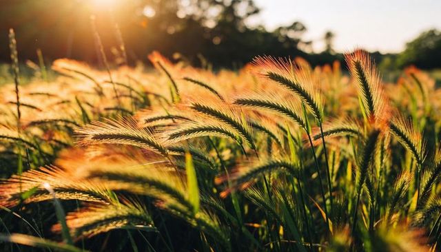 Sunlit golden meadow with feathery wild grasses swaying in warm backlight and sun flare