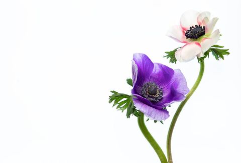 Delicate anemones in bloom on white background