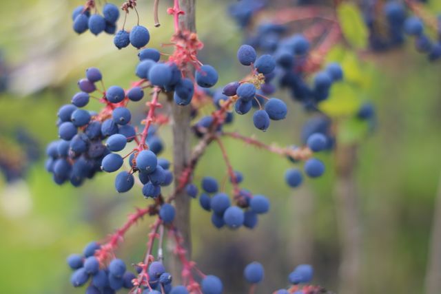 This photo showcases vibrant blue berries hanging from red stems in a natural outdoor setting with a green blurred background. It can be used for agricultural or gardening blogs, articles about natural produce, or for marketing materials in the food and beverage industry. The close-up details of the berries make it suitable for use in educational materials about fruit and plant identification.