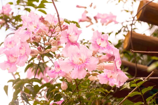 Beautiful pink trumpet flowers blooming on a vine with green leaves. Perfect for backgrounds, garden lovers, and floral-themed designs. Ideal for spring and summer visuals, natural beauty promotions, and gardening blog illustrations.