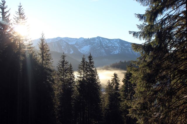 Sunrise Over Misty Pine Forest with Snow-Capped Mountains - Download Free Stock Photos Pikwizard.com