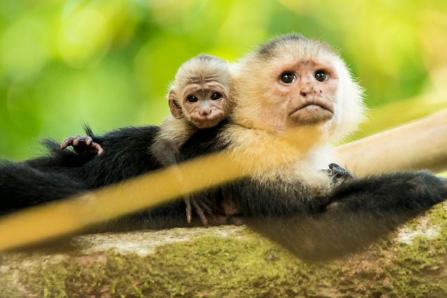 Capuchin monkey mother and baby enjoying tranquil moment on tree branch deep in forest. Great for topics on wildlife, parenting in nature, primates, conservation, and natural habitats. Useful for nature documentaries, wildlife conservation awareness, educational materials, and websites on animals and nature.