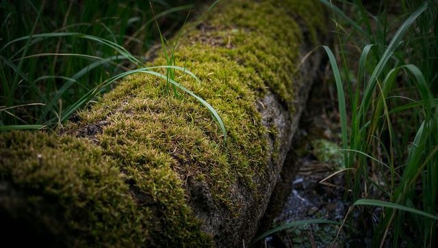 Moss-covered fallen log with dewy grass and damp channel in shaded forest understory