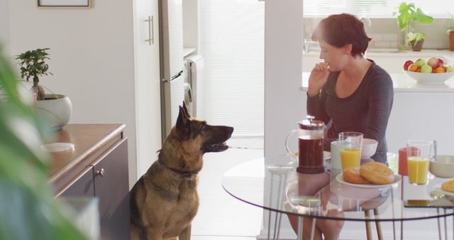 Woman enjoying breakfast with her German Shepherd at a modern home, creating a sense of companionship and living a healthy lifestyle. Suitable for illustrating modern lifestyles, pet companionship, or breakfast routines.