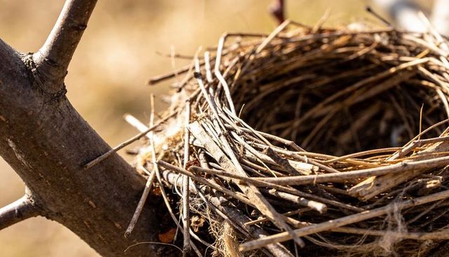 Empty bird nest cradling on tree branch with woven twigs and dried grass macro nature detail