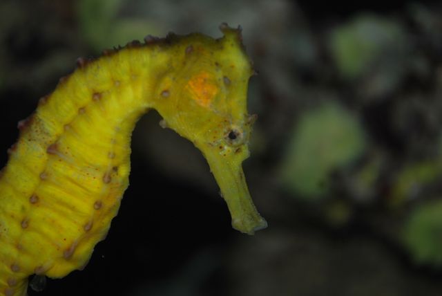 Depicting the intricate detail of a yellow seahorse swimming in an aquarium, this image captures the beauty and uniform texture of the marine animal. Suitable for educational materials on marine biology, wildlife documentaries, nature-themed art prints, and aquarium-related publications. Can be used in digital and print marketing for promoting conservation efforts and ocean life awareness.