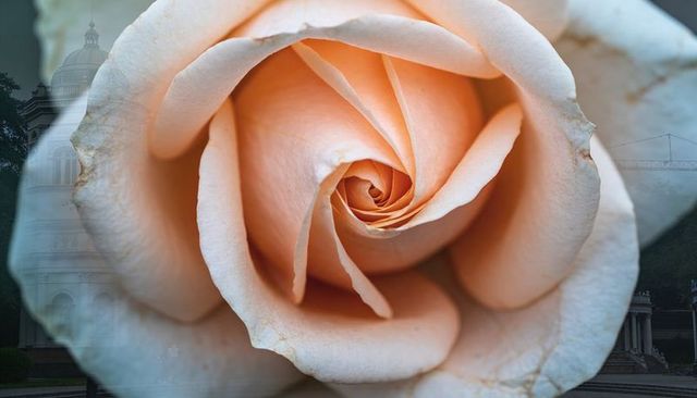 Macro peach rose spiral with ghosted dome and bridge overlay double exposure background