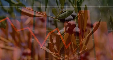 Ripe olive branch with translucent financial chart overlay