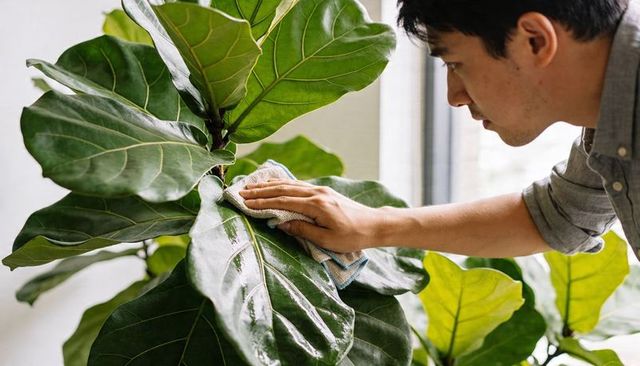 Man wiping fiddle-leaf fig near window, indoor plant care and leaf cleaning daily routine