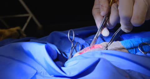 Veterinary Surgical Procedure on Dog with Surgical Instruments