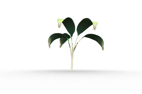 small transparent plant illustration highlighting new growth - Download Free Stock Videos Pikwizard.com