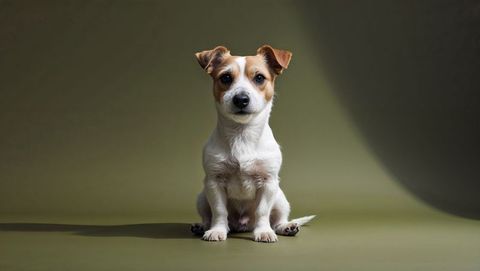 Adorable jack russell terrier in studio setting