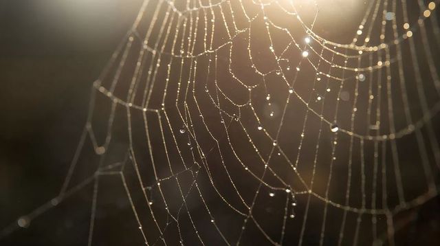 Backlit dew-covered orb web catching warm morning light, macro spider silk detail