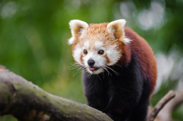 Red panda navigates a tree branch in densely wooded area. Ideal for content on wildlife conservation, nature preservation and endangered species awareness. Perfect for educational materials or animal-themed designs.