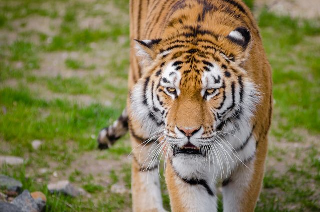 Bengal tiger walking through grassy terrain with a concentrated gaze. Ideal for use in wildlife documentaries, educational materials, conservation campaigns, and animal behavior studies. Conveys the theme of power and natural beauty.