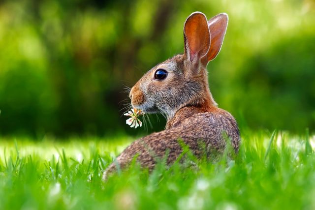 Wild Rabbit Eating a Flower in a Meadow - Download Free Stock Photos Pikwizard.com