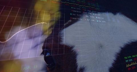Close-up cow eye reflecting financial dashboard with upward stock chart and tickers