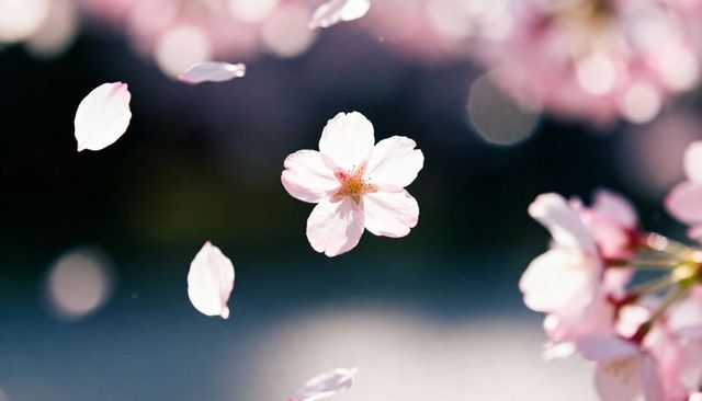 Floating pale pink cherry blossom petal drifting through soft spring bokeh
