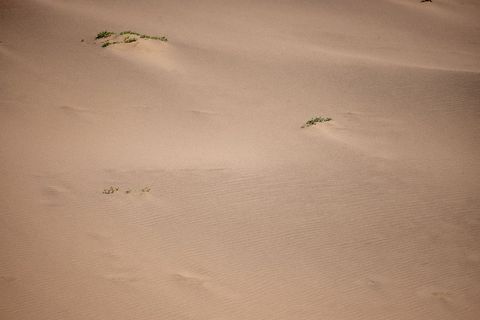 Wind-formed Sand Dunes with Sparse Green Vegetation and Subtle Ripple Texture