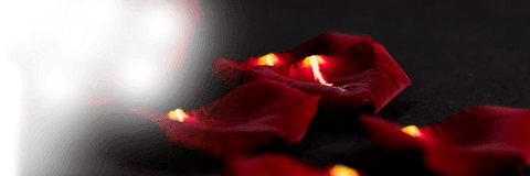Transparent red rose and petals on black surface