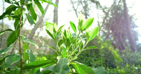 Backlit Green Leaves Shimmering with Sunbeam and Lens Flare at Forest Edge Morning