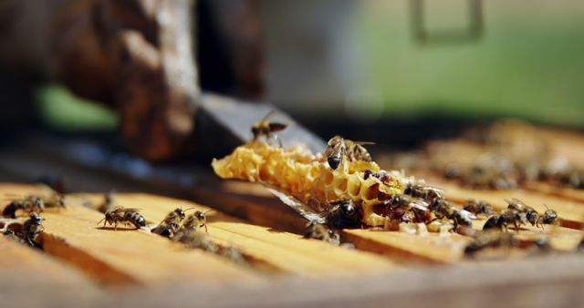 Closeup view of bees harvesting honey from honeycomb in a beehive captures essence of beekeeping and apiaries. Suitable for promoting organic honey products, emphasizing importance of pollinators, illustrating environmental sustainability, or use in educational materials about beekeeping and insect behavior.