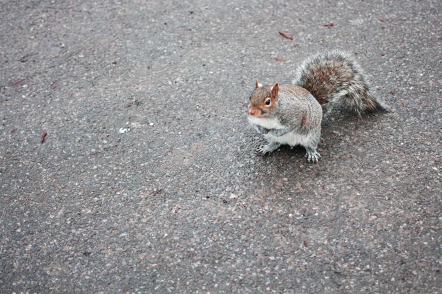 Gray squirrel standing on pavement with fluffy tail. Perfect for nature, wildlife, and urban environment themes. Suitable for educational resources or articles on urban wildlife adaptation.