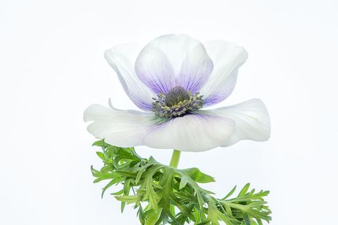 Delicate white anemone flower with green foliage