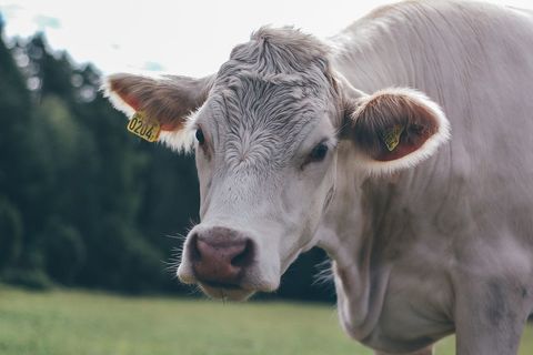 Close-up Portrait Showing White Charolais Cow Wearing Ear Tags Staring at Camera