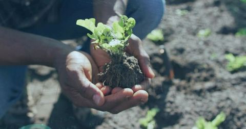 Mid-adult hands holding seedling with roots and soil ready for planting in home garden