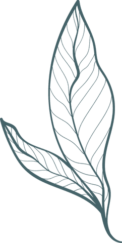 Minimalistic Botanical Transparent Sketch Illustration of Leaves - Download Free Stock Videos Pikwizard.com