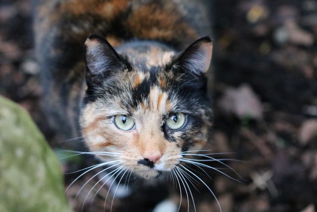 Close-up of Calico Cat with Green Eyes in Outdoor Setting - Download Free Stock Photos Pikwizard.com