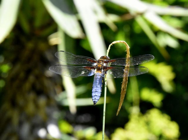 Dragonfly with Vibrant Blue Body Resting on Plant Stem in Sunny Garden - Download Free Stock Photos Pikwizard.com