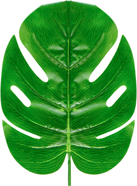 Tropical Green Monstera Leaf on Transparent Background with Visible Veins Detail - Download Free Stock Videos Pikwizard.com