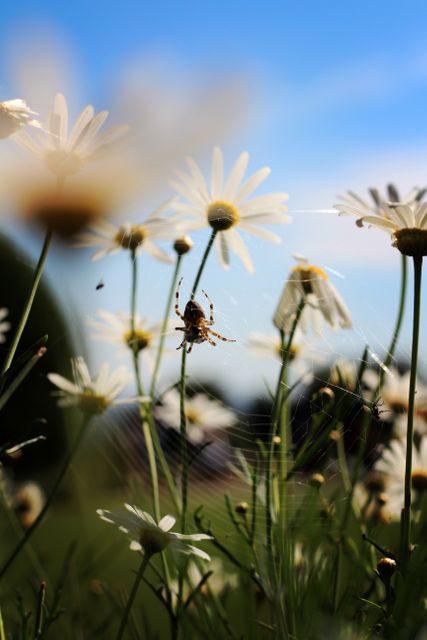 Spider on Web Among Blooming Daisies with Blue Sky - Download Free Stock Photos Pikwizard.com