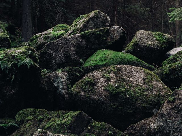 Moss Covered Rocks in Dark Forest Setting - Download Free Stock Photos Pikwizard.com