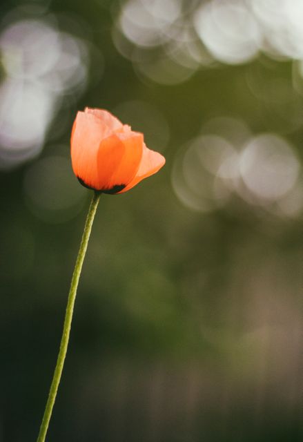 Single Orange Flower Blooming Against Blurred Green Background - Download Free Stock Photos Pikwizard.com