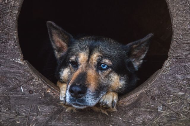 A husky-German shepherd mix with striking blue eyes peeks out from a wooden kennel, resting its head on its paws. The scene adds a touch of warmth and poignancy, making it suitable for use in themes related to pet care, animal rescues, and emotional connections with pets.