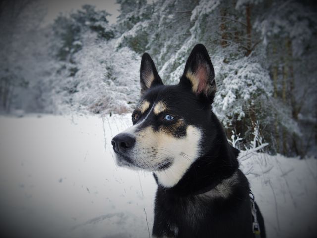 Husky dog standing in snowy forest with alert expression. Trees covered in snow. Suitable for depicting winter scenes, nature photography, and pet-related themes.