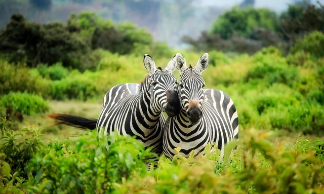 Two Zebras Standing Together in Green Bushland - Download Free Stock Photos Pikwizard.com