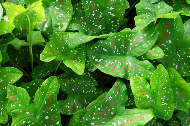 Green Heart Shaped Leaf Plant - Download Free Stock Photos Pikwizard.com