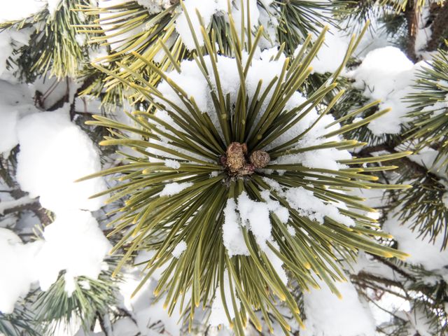 This close-up photo captures the intricate details of pine tree needles lightly dusted with snow. Ideal for winter-themed projects, seasonal greeting cards, nature blogs, environmental posters, or articles on flora and fauna.