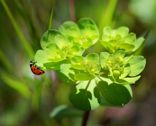 Red and Black Bug on Green Leaved Plant - Download Free Stock Photos Pikwizard.com