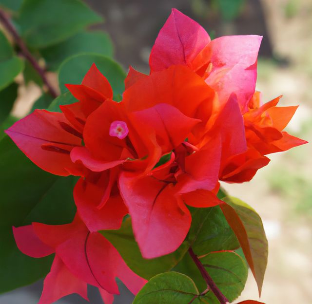This image captures the vibrant red bougainvillea flowers in full bloom, showcasing their striking color and detailed petals. Perfect for use in gardening websites, botanical illustrations, horticultural blogs, or as decorative elements in nature-themed publications.