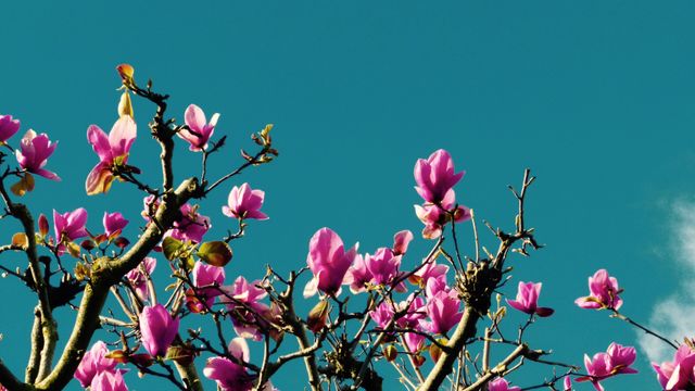 This colorful stock photo features blooming magnolia tree branches with vibrant pink flowers against a clear blue sky. Perfect for spring-themed projects, gardening blogs, websites focusing on nature photography, greeting cards, and floral-themed designs.