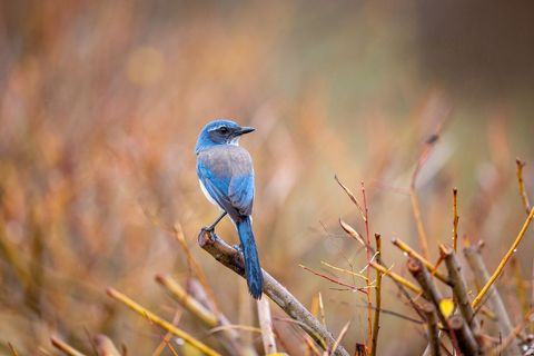 Cover background blue bird perched amidst autumn branches